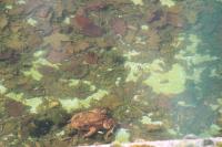 Ichthyosaura alpestris