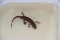 Lissotriton helveticus