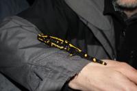 Salamandra salamandra