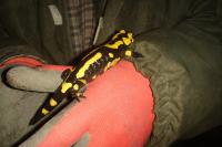 Salamandra salamandra