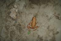Rana temporaria
