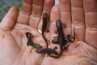 Lissotriton helveticus