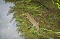 Lissotriton helveticus