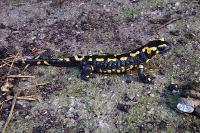 Salamandra salamandra