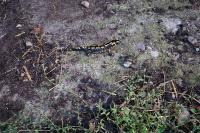 Salamandra salamandra