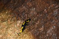 Salamandra salamandra