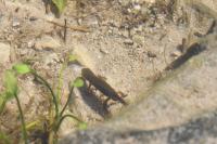 Lissotriton helveticus