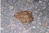 Bufo bufo