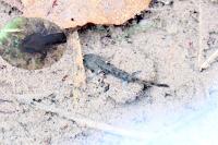 Salamandra salamandra