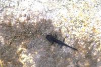 Salamandra salamandra