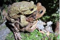 Bufo bufo