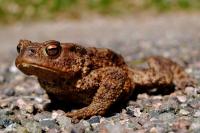 Bufo bufo