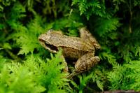 Rana temporaria