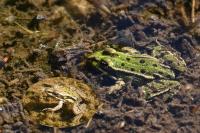 Pelophylax kl. esculentus