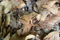 Rana temporaria