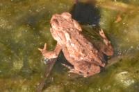 Bufo bufo