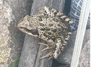Rana temporaria