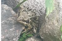 Rana temporaria