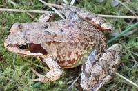 Rana temporaria