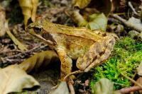 Rana temporaria