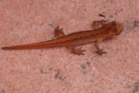 Lissotriton helveticus