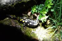 Salamandra salamandra
