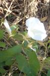 Convolvulus sepium