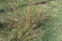 Juncus effusus