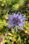 Jasione montana