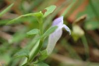 Scutellaria minor