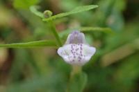 Scutellaria minor