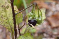 Solanum nigrum