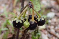 Solanum nigrum