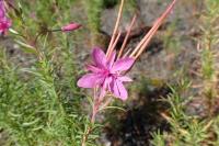 Chamaenerion dodonaei