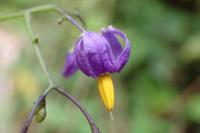 Solanum dulcamara