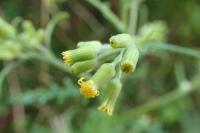 Senecio sylvaticus