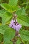 Mentha arvensis