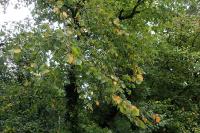 Ulmus laevis