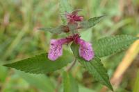 Stachys palustris
