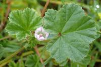 Malva neglecta