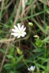 Stellaria graminea