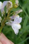 Linaria repens