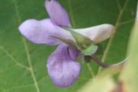 Viola riviniana