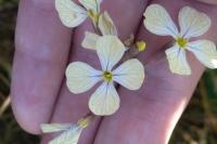 Raphanus raphanistrum