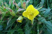 Oenothera