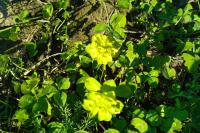 Euphorbia helioscopia