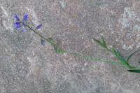Polygala vulgaris