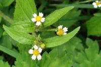 Galinsoga quadriradiata