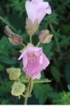 Malva moschata