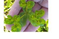 Euphorbia helioscopia